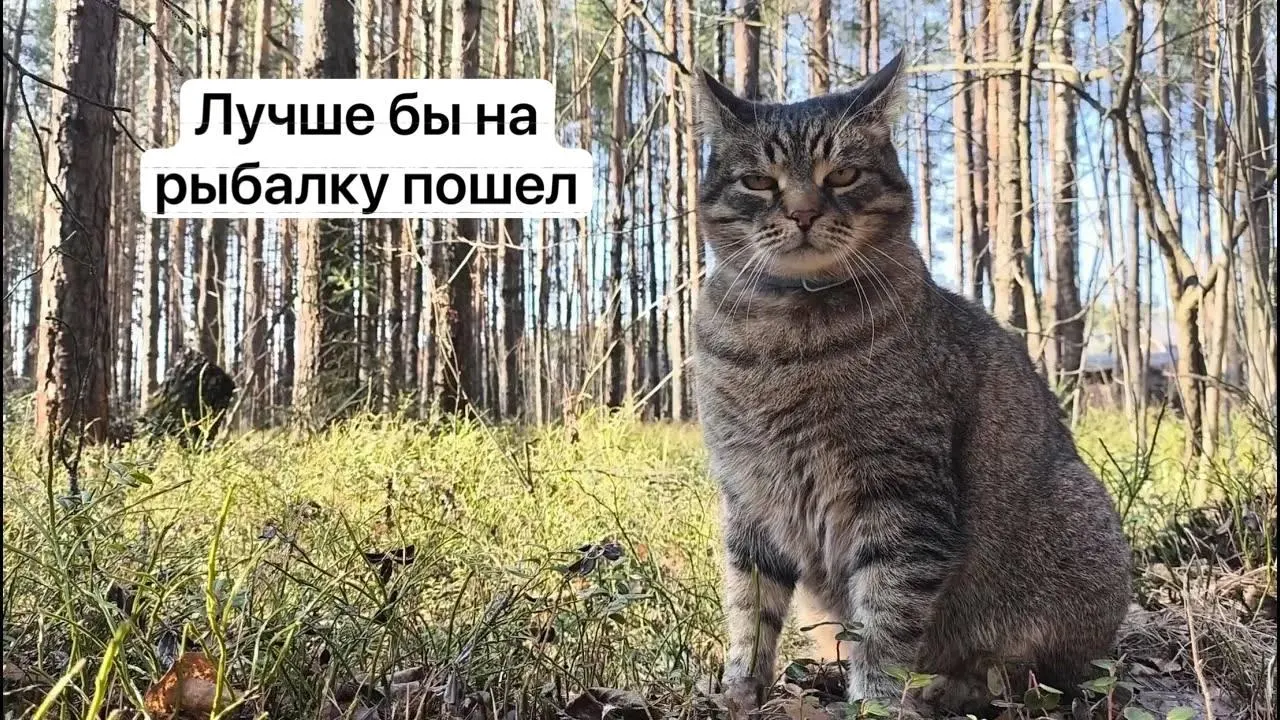 Сбор некоторых редких грибов, включая сыроежку золотистую и чёрный трюфель, будет разрешён только по электронному пропуску через портал; заявку будут рассматривать до 15 дней, а незаконный сбор повлечёт уголовную ответственность.