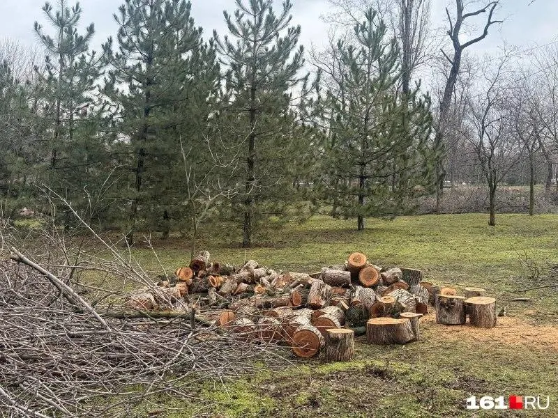 Руководители общественной организации обвинили городские власти и природоохранную прокуратуру в необоснованной вырубке ясеней и потребовали проверки; экологи предлагают альтернативы массовой вырубке.