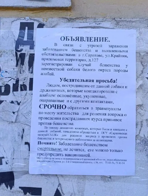 После инцидентов с собаками алабай в Саратове гражданам, контактировавшим с животным, рекомендуется вакцинация против бешенства.