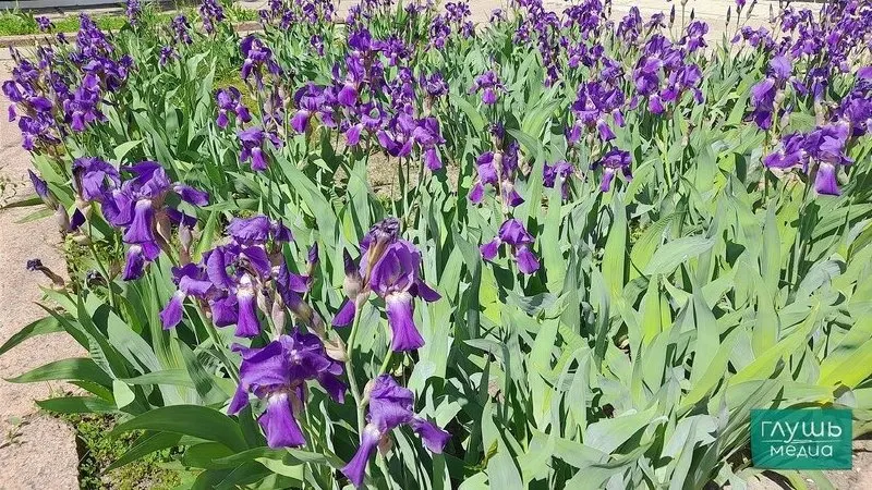 На выходных воздух прогреется до +31, но в воскресенье и на следующей неделе пройдут кратковременные дожди и грозы, особенно в правобережных районах.