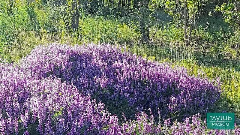 Ночью по области +14…+19°C, днём до +26…+31°C; возможны кратковременные дожди с грозами. Температура воды в Волге около Саратова около +18,8°C.