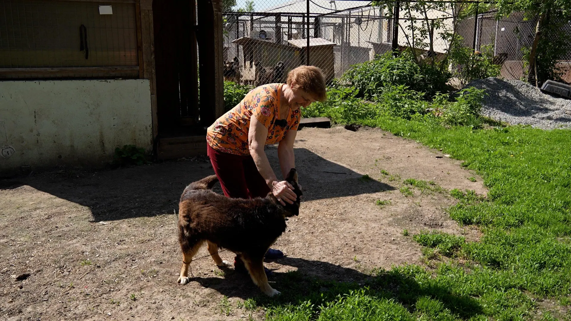 Галина Клебче организовала приют в Саратове: около 250 собак, помощь волонтёров и ночное дежурство самой пенсионерки.