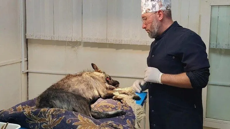 Саратовцы обнаружили пострадавшую собаку на обочине и отвезли в районную ветслужбу — животному обработали раны и назначили лечение, сейчас оно под наблюдением.