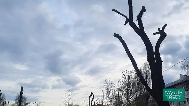 В&nbsp;Кировском районе Саратова за&nbsp;3&nbsp;млн&nbsp;рублей проведут омолаживающую обрезку и&nbsp;спил деревьев