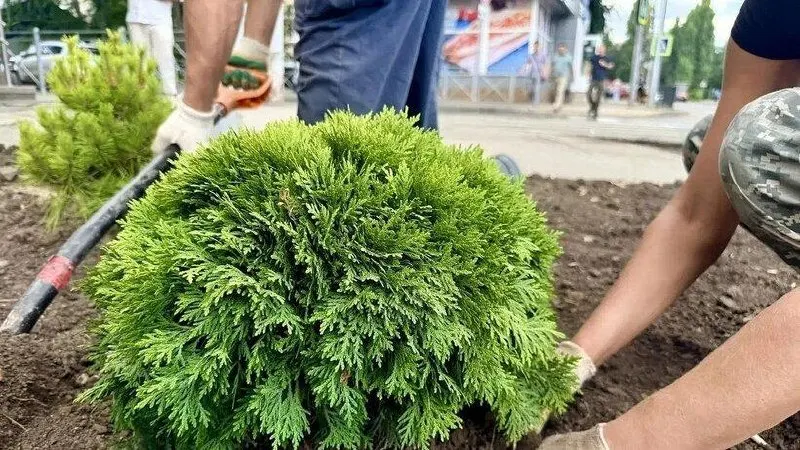 Во&nbsp;входной зоне саратовского городского парка начнется масштабное озеленение